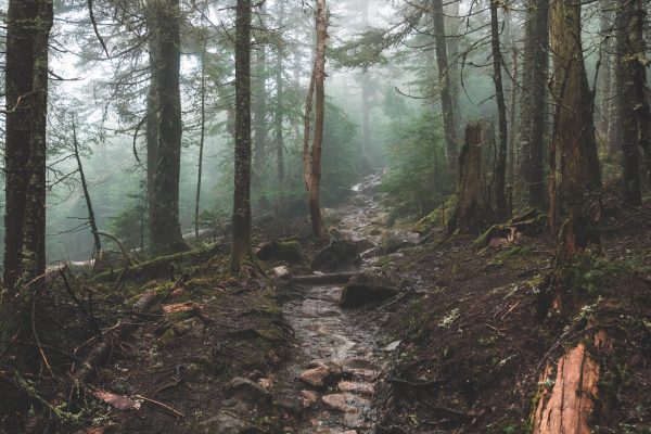 forêt sous la pluie