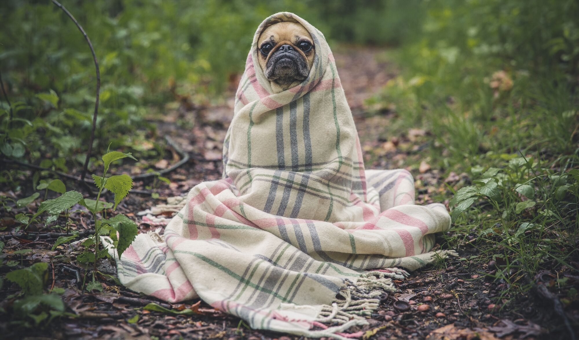 chien se protégeant du froid sous une couverture