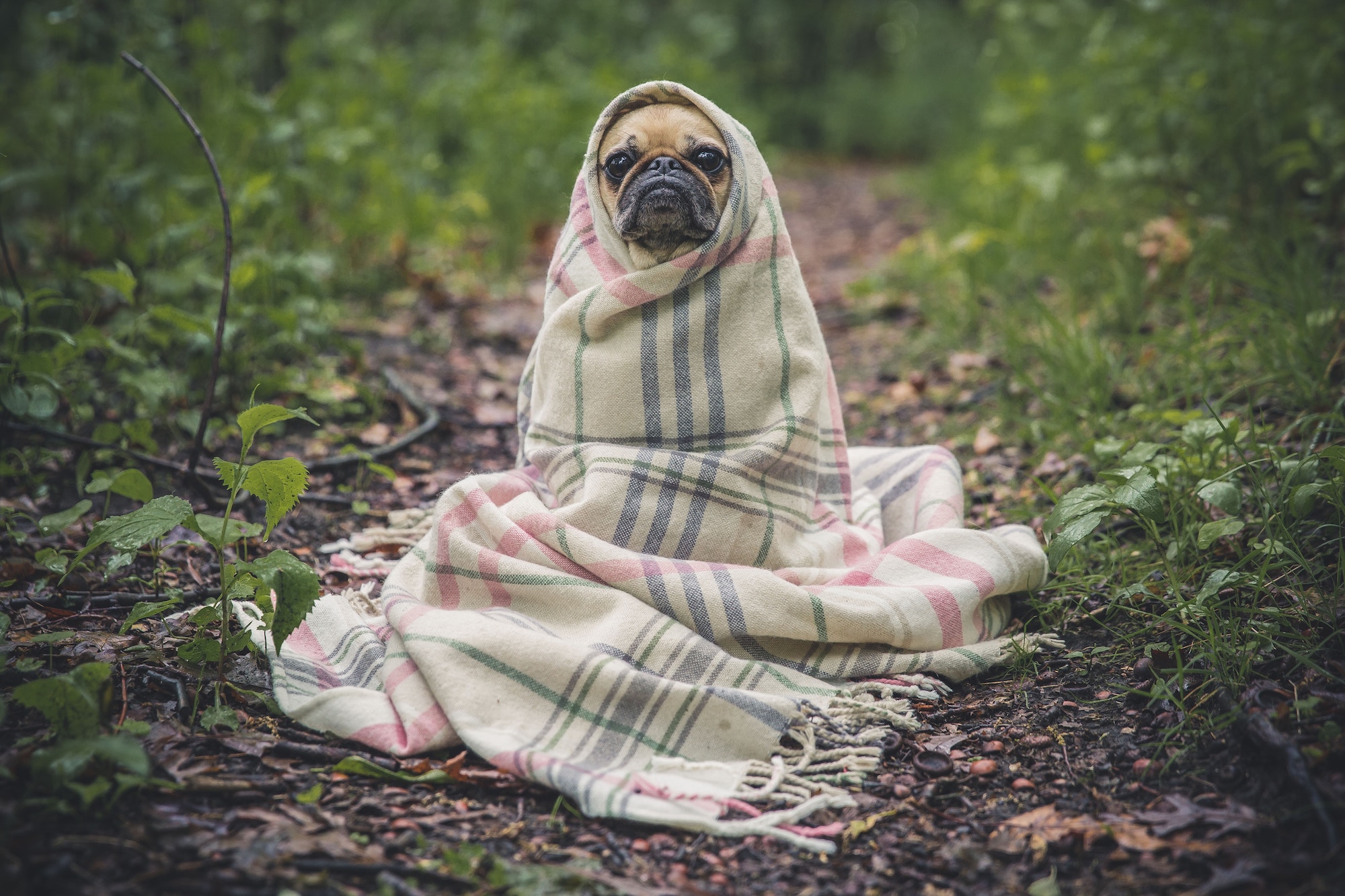 chien se protégeant du froid sous une couverture