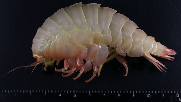 Amphipode géant