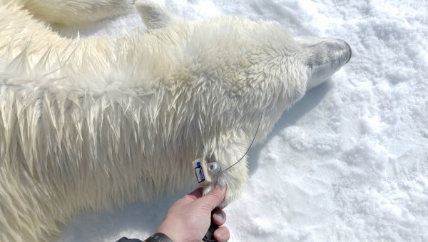 ours polaire