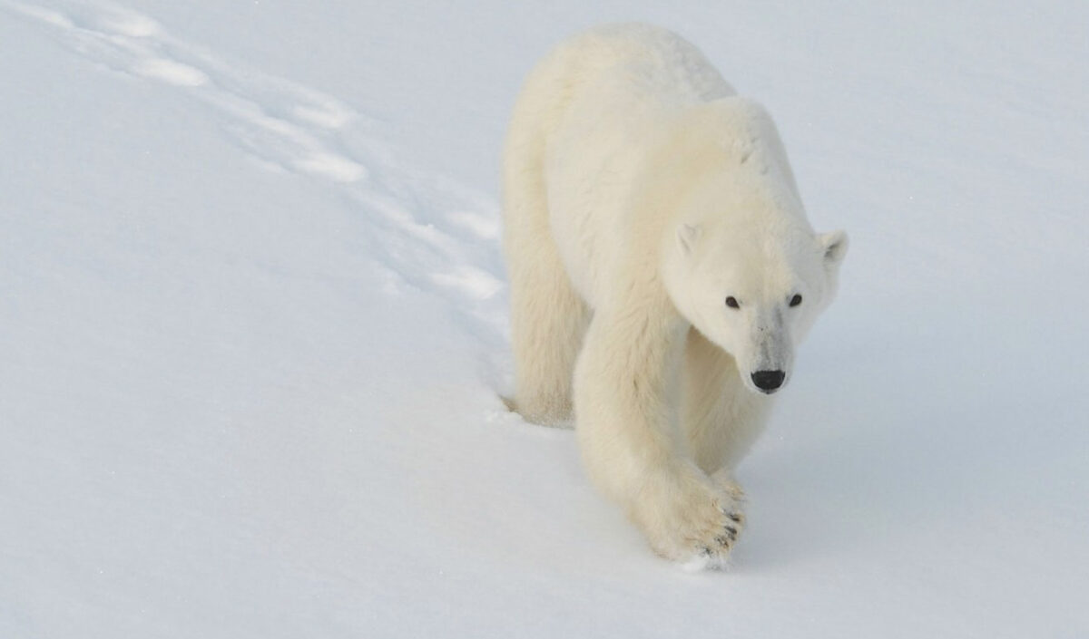 ours polaire