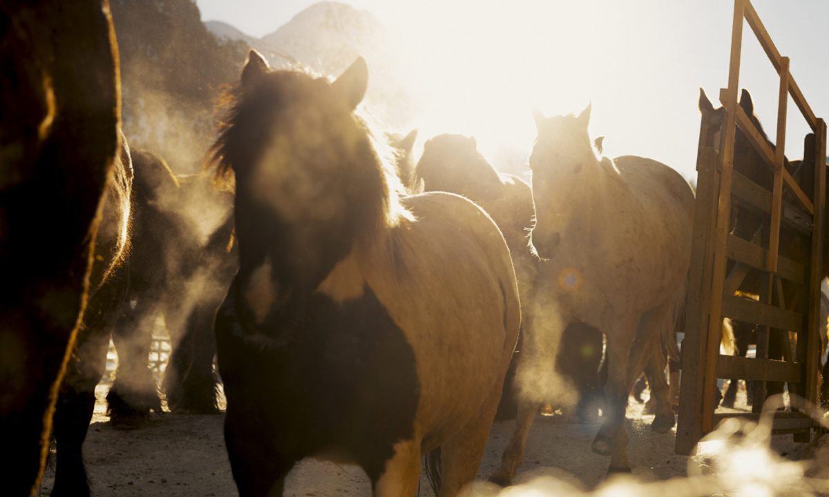 En traîneau à cheval dans le Val Roseg