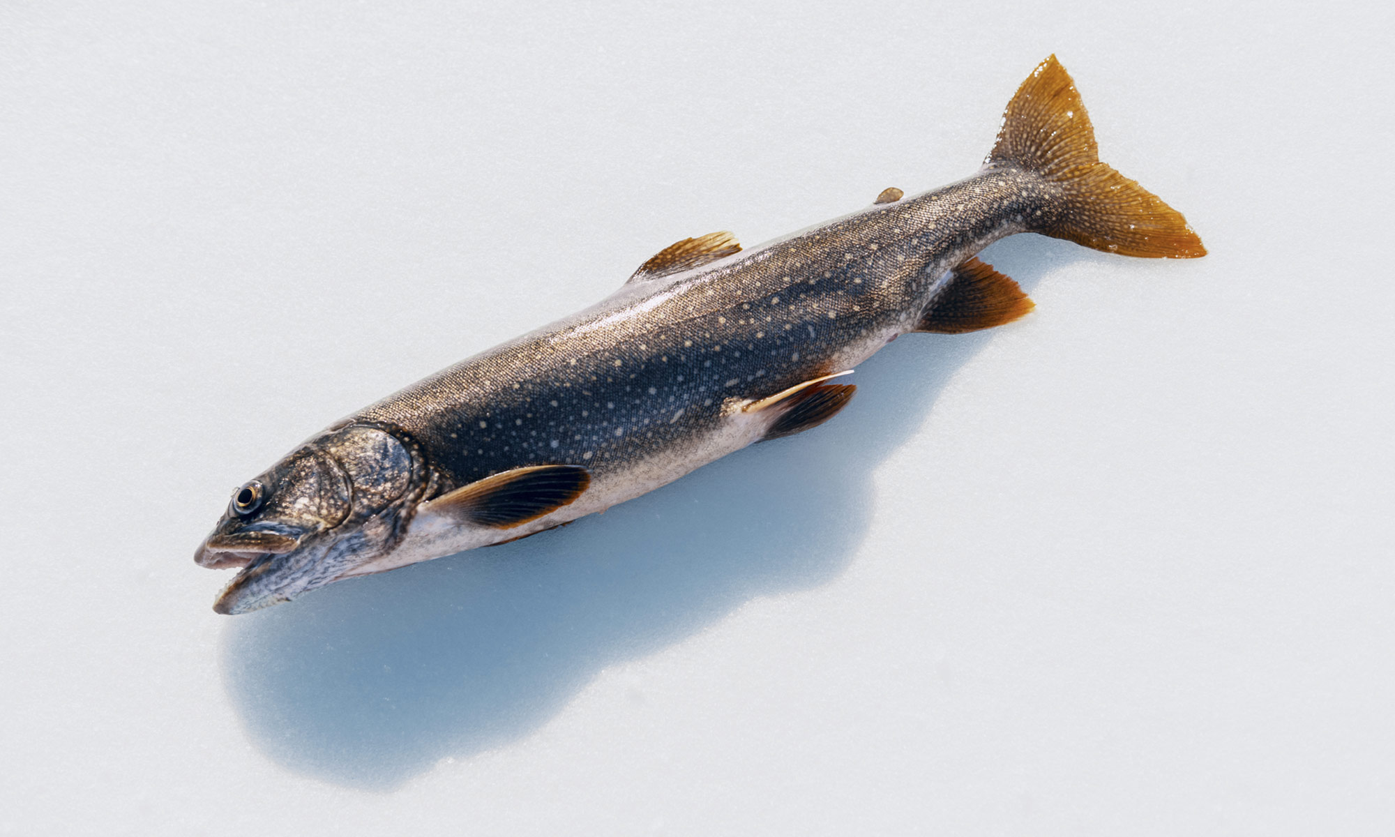 Pêche au trou sur les lacs gelés de Melchsee-Frutt