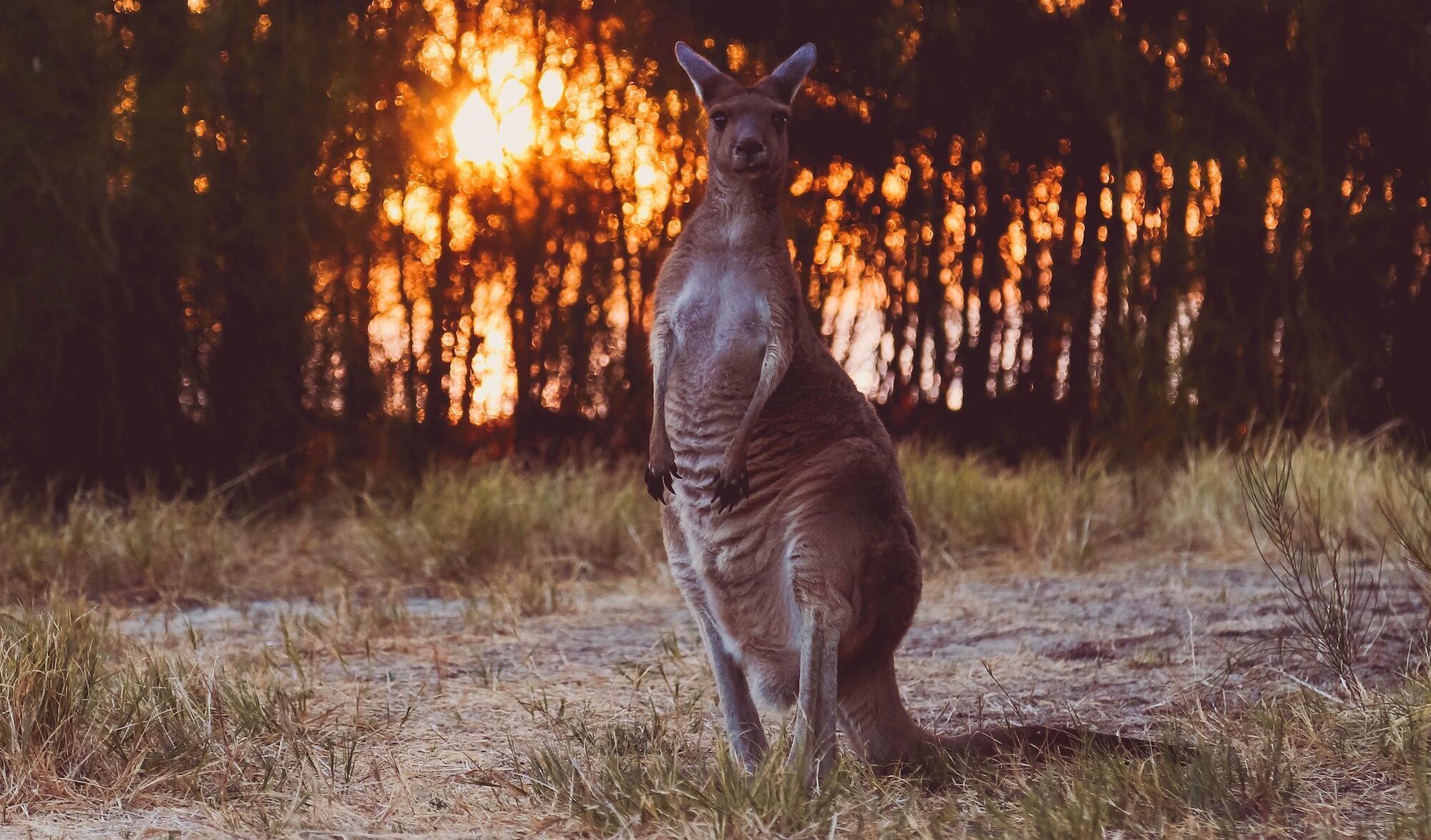 Kangourou et feu de forêt amanda-klamrowski-Unsplash