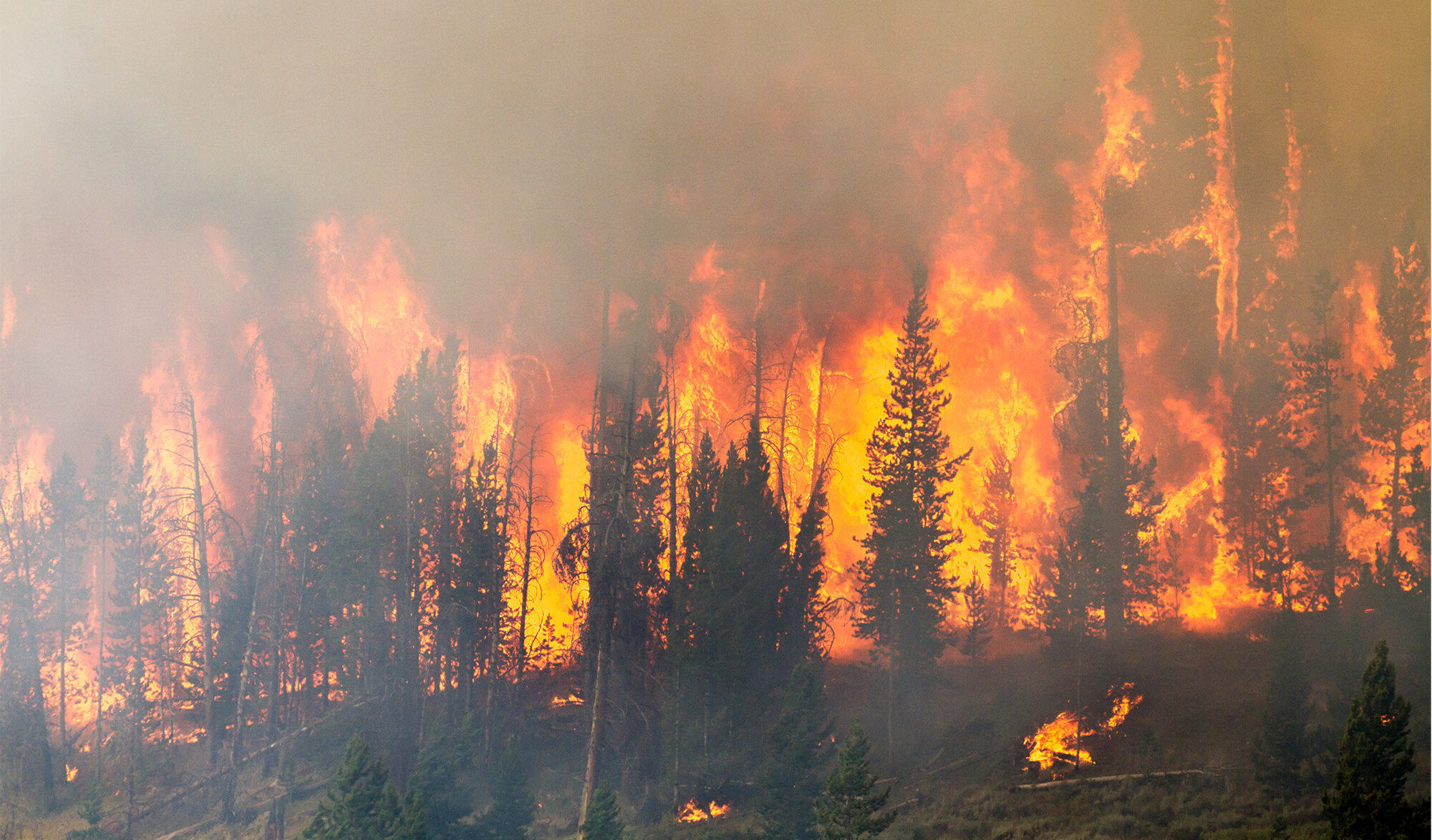 Forêt en feu