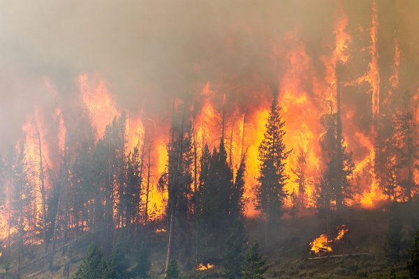 Forêt en feu