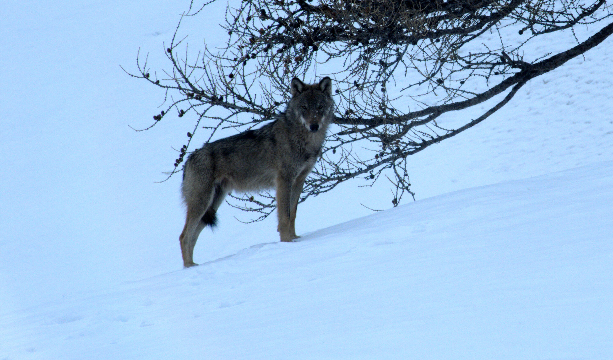 Loup gris
