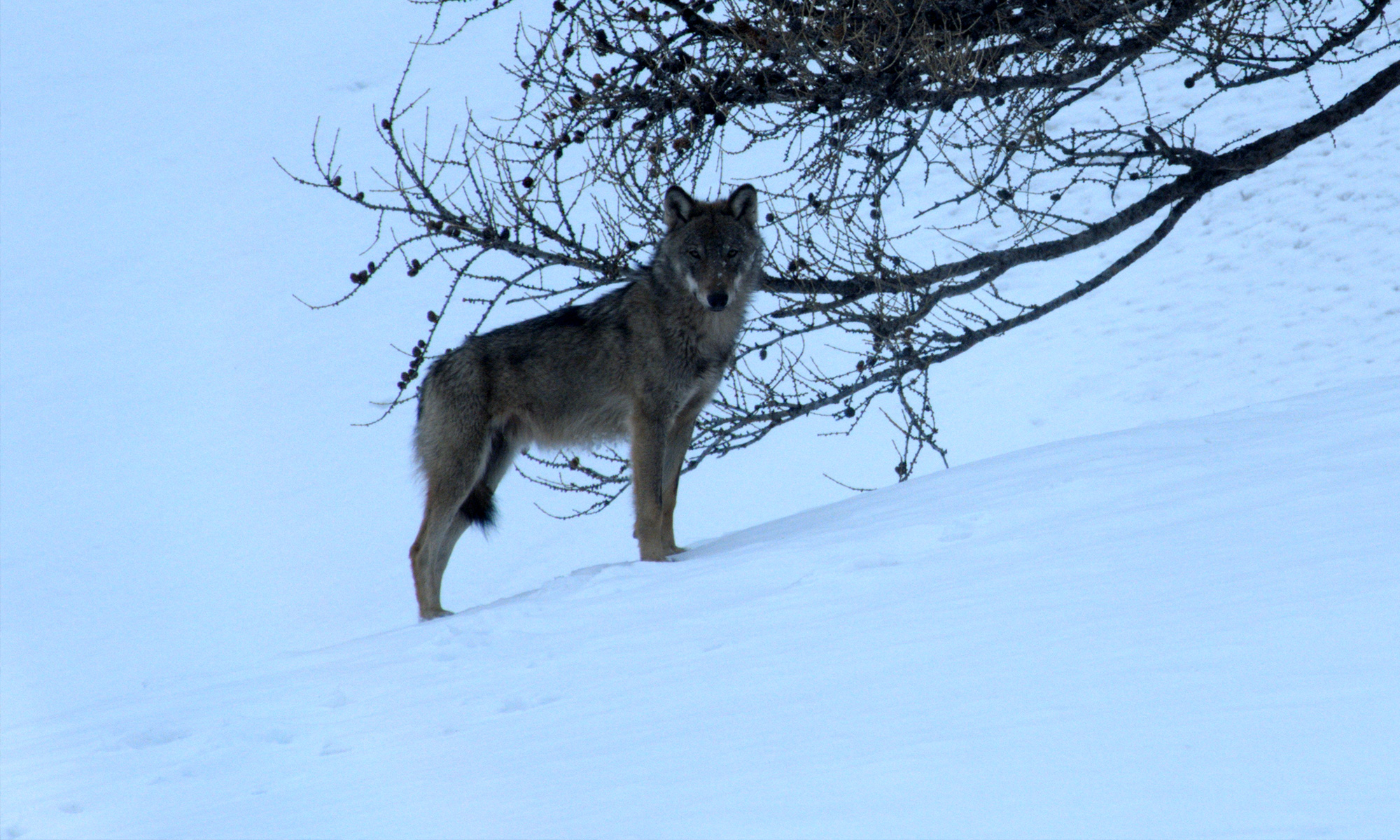 Le loup, animal sauvage controversé