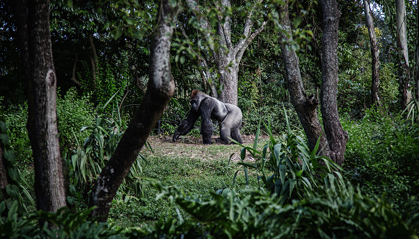 Ouganda gorille