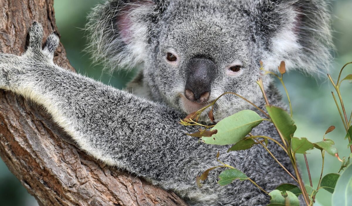 Koala