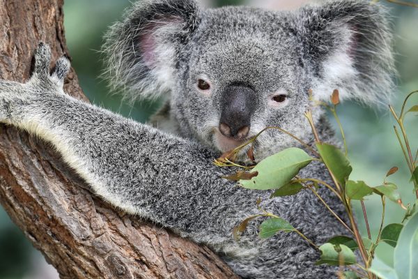 Koala