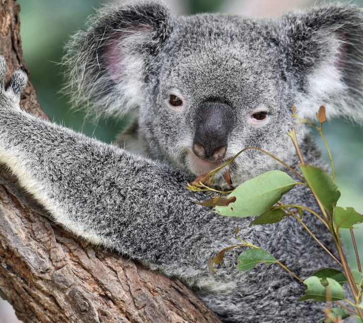 Koala