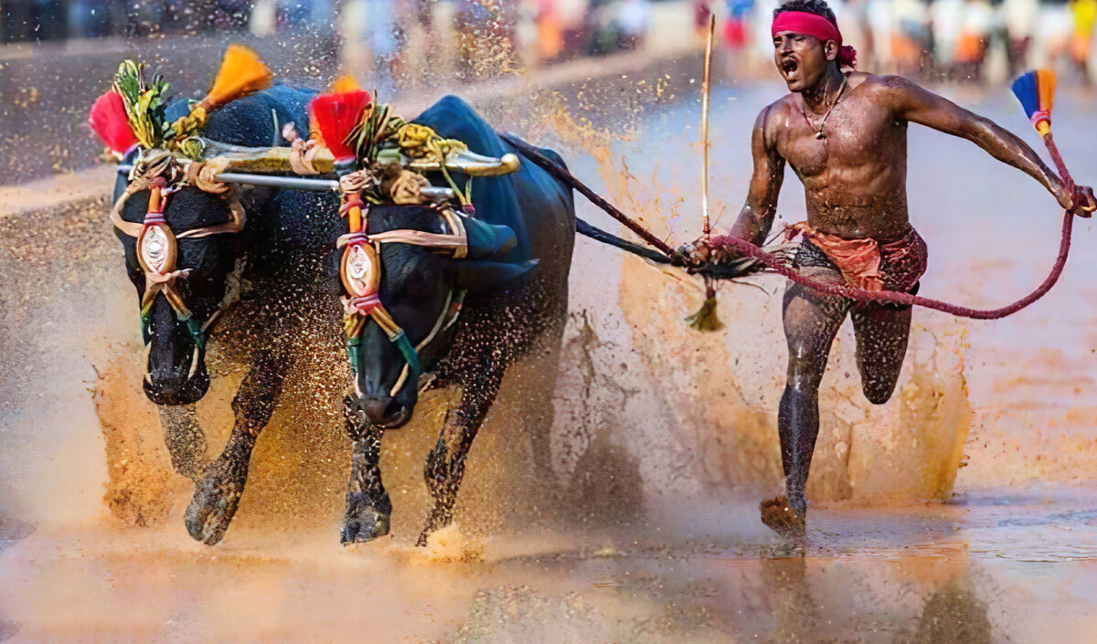 Kambala