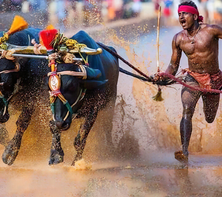 Kambala