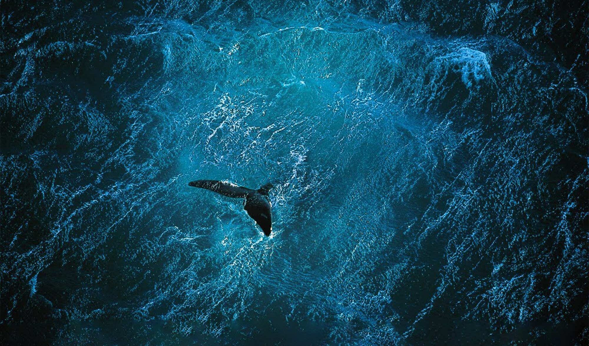 Planet Ocean