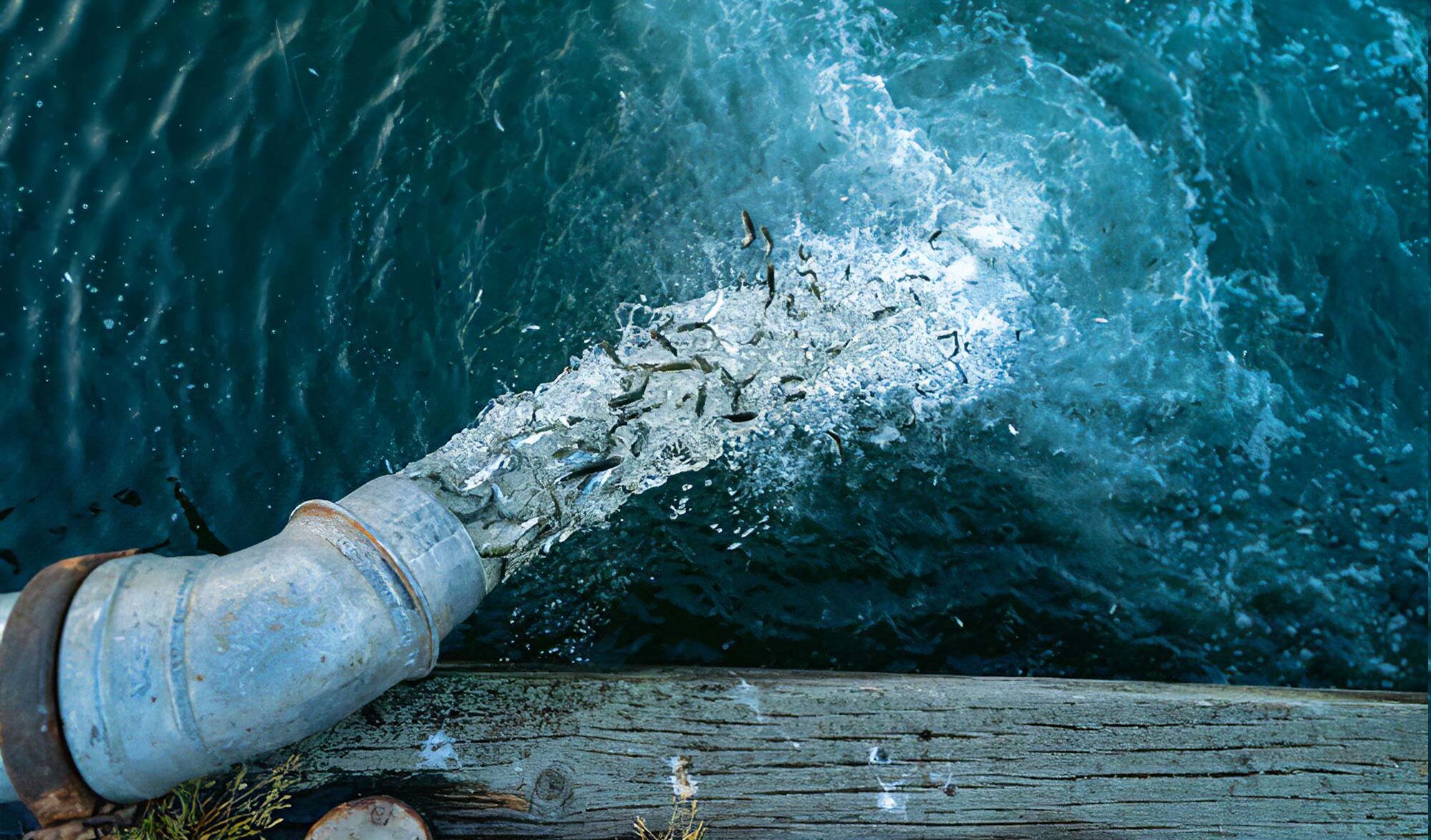 "Artifishal", le film choc de Patagonia sur la salmoniculture
