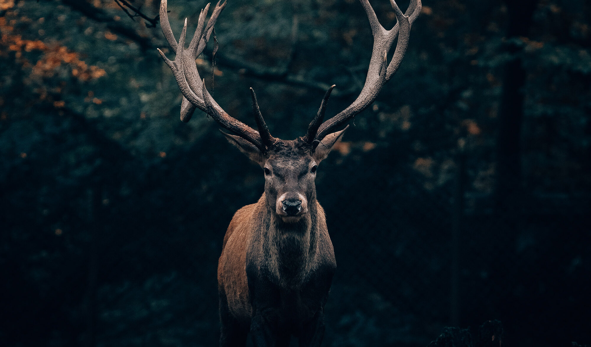 Cerf