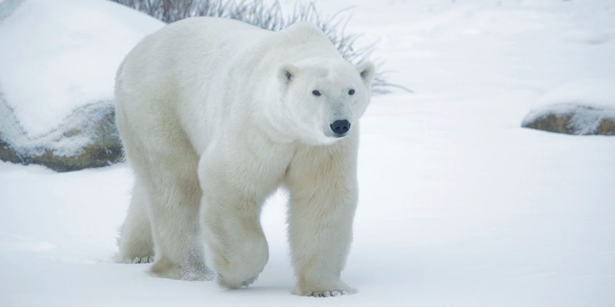 Churchill, la capitale mondiale des ours polaire