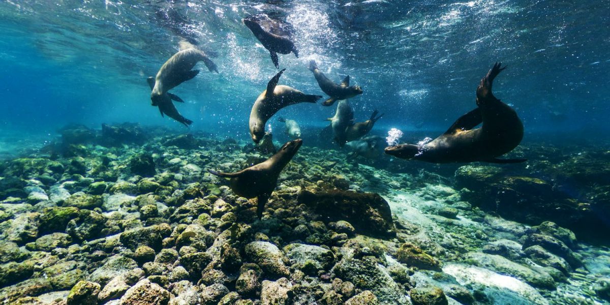 Îles Galapagos, Equateur