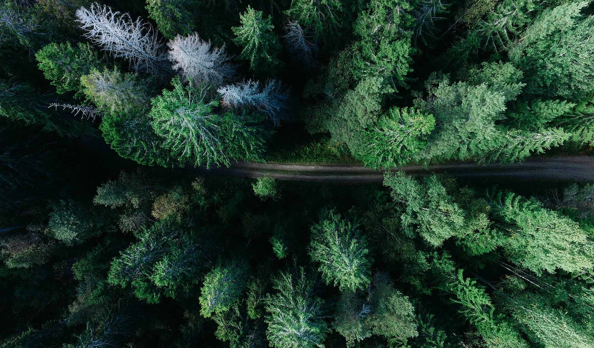 Trail for trees