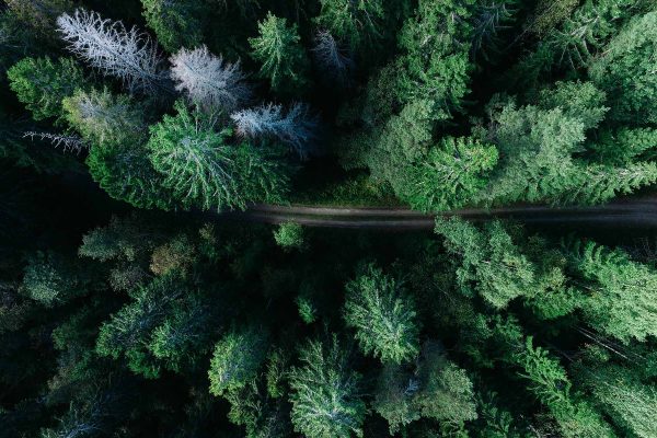 Trail for trees