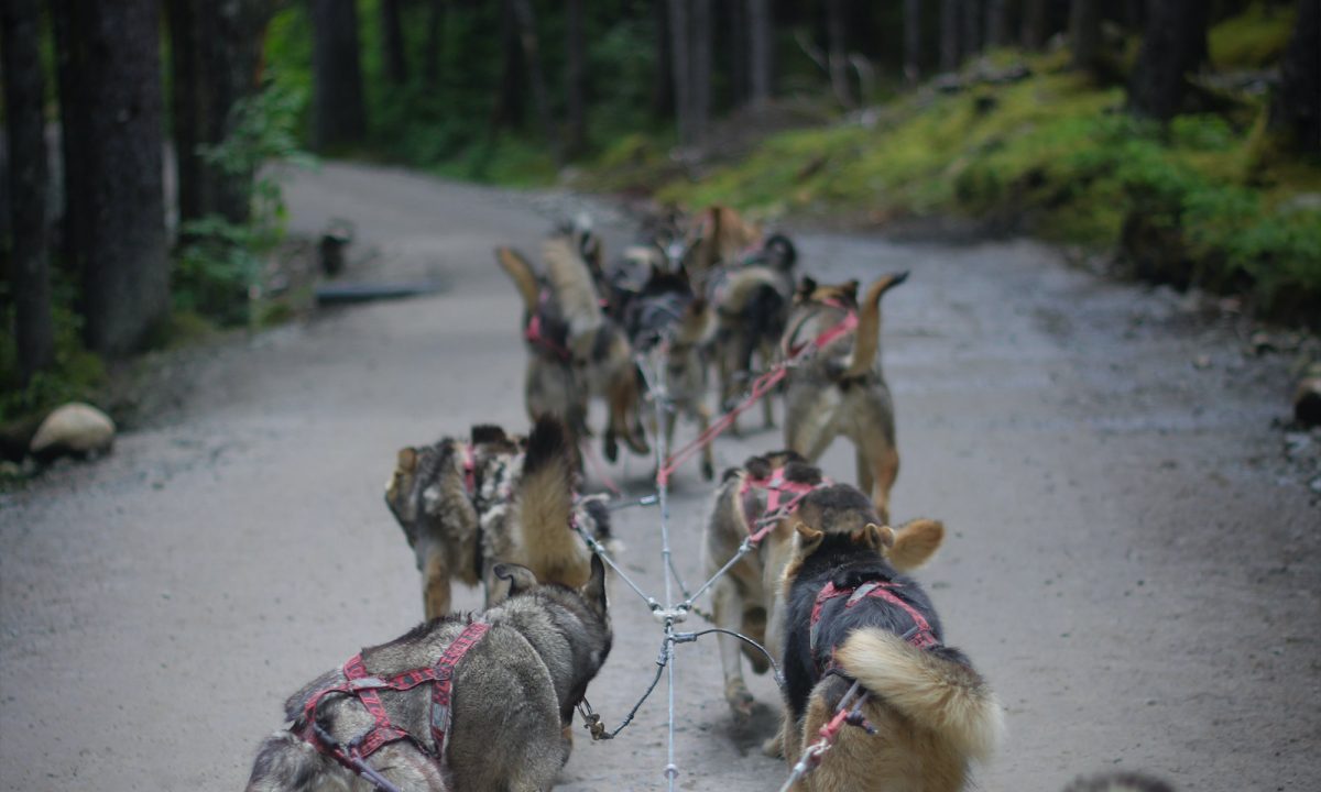 mushing