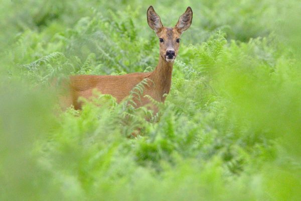 Déconfinement : Comment voir des animaux sauvages