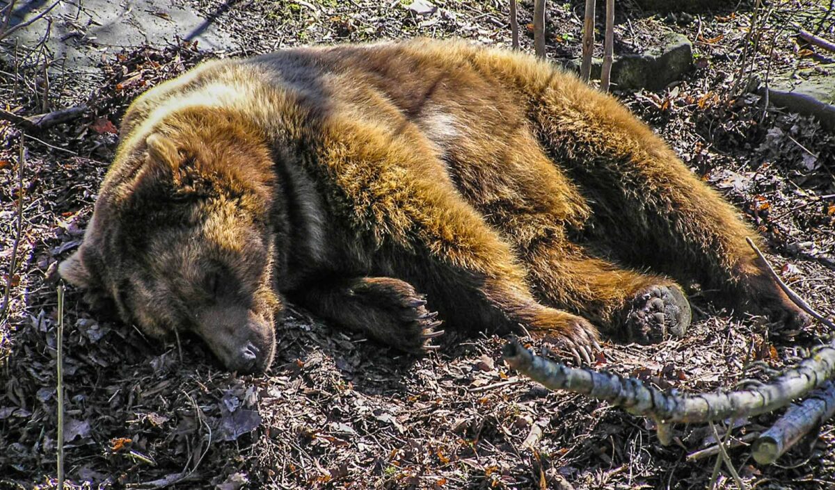 Ours des Pyrénées