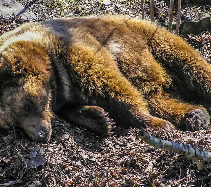 Ours des Pyrénées