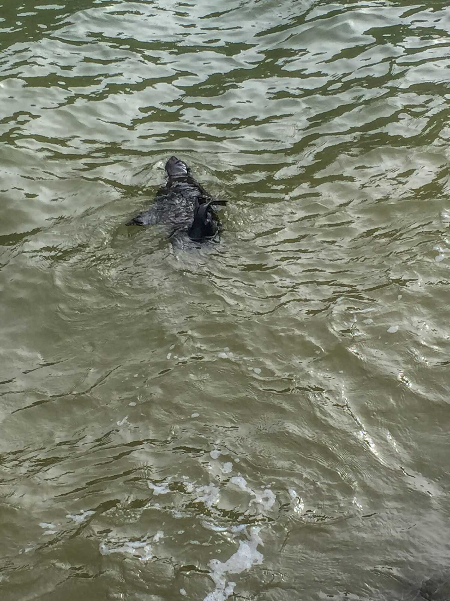 Sur les traces de Robinson Crusoé