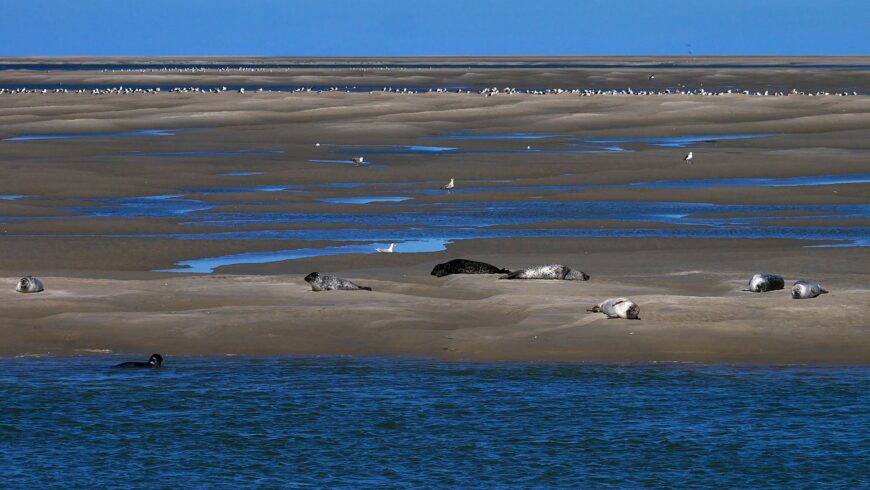Parc National de la Baie de Somme