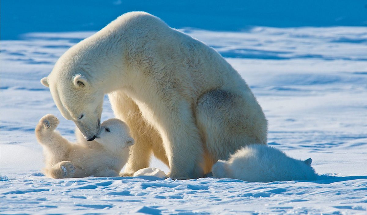 Ours polaires