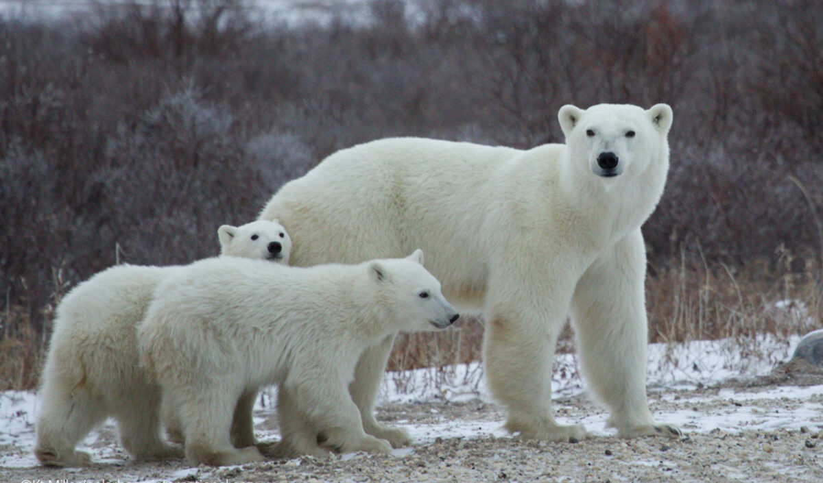 Ours polaires