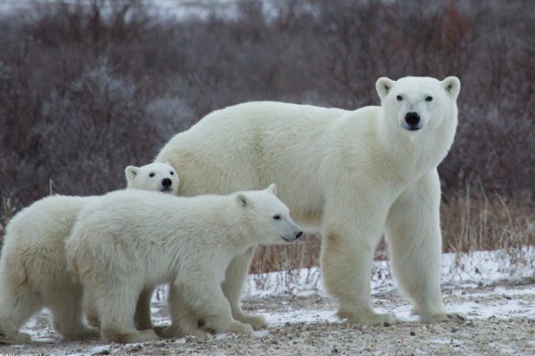 Ours polaires