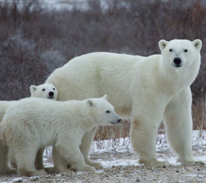 Ours polaires