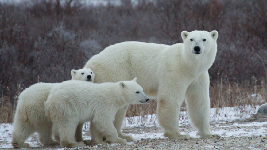 Ours polaires