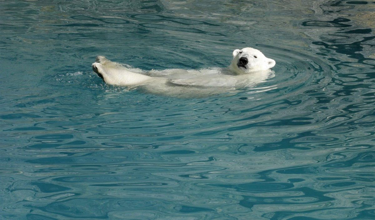 Ours polaire