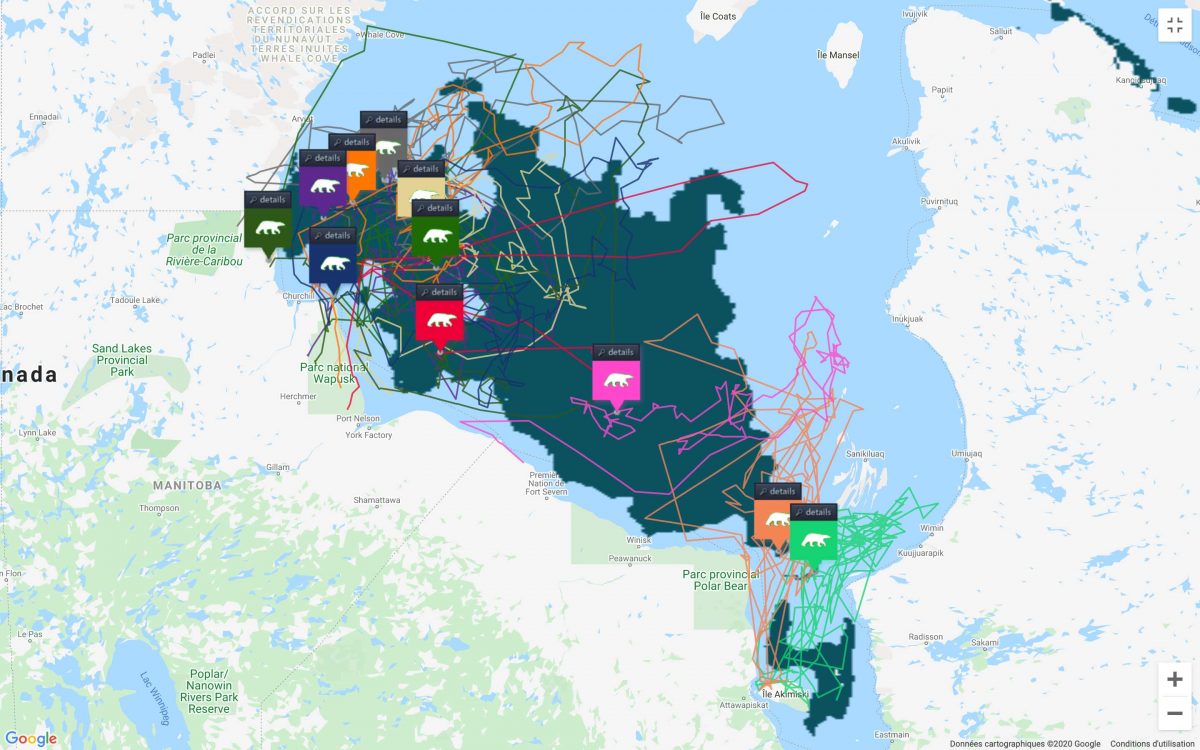 Traces GPS des ours polaires d'Amérique du Nord