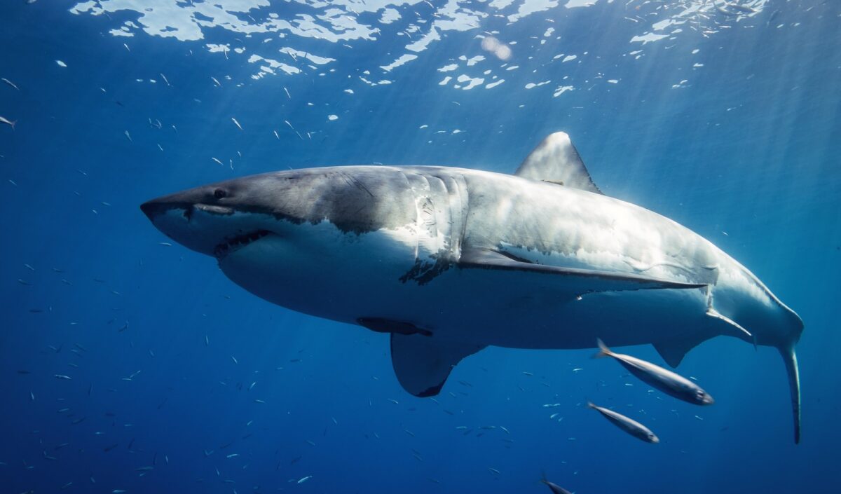 requin