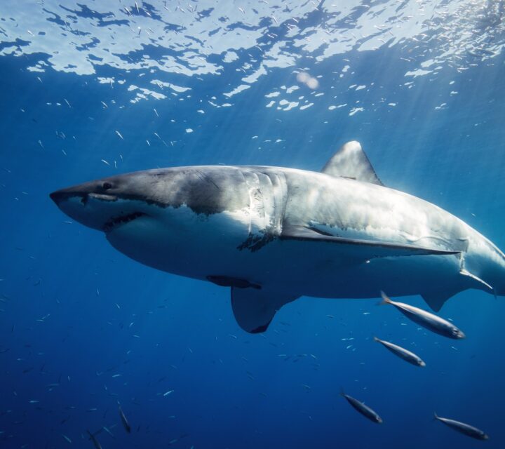 requin
