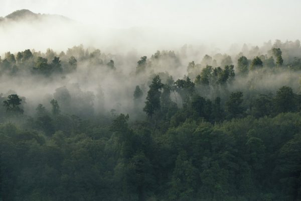 forêt dans le brouillard