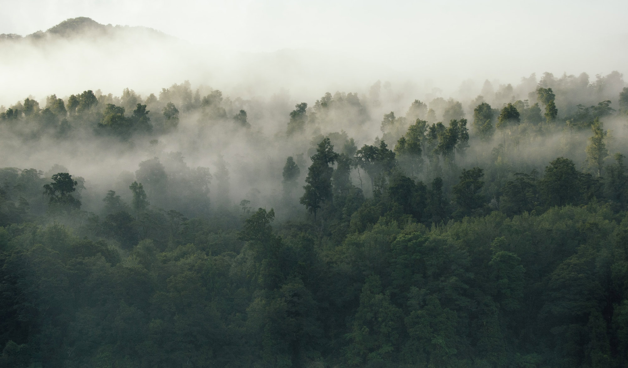 forêt dans le brouillard