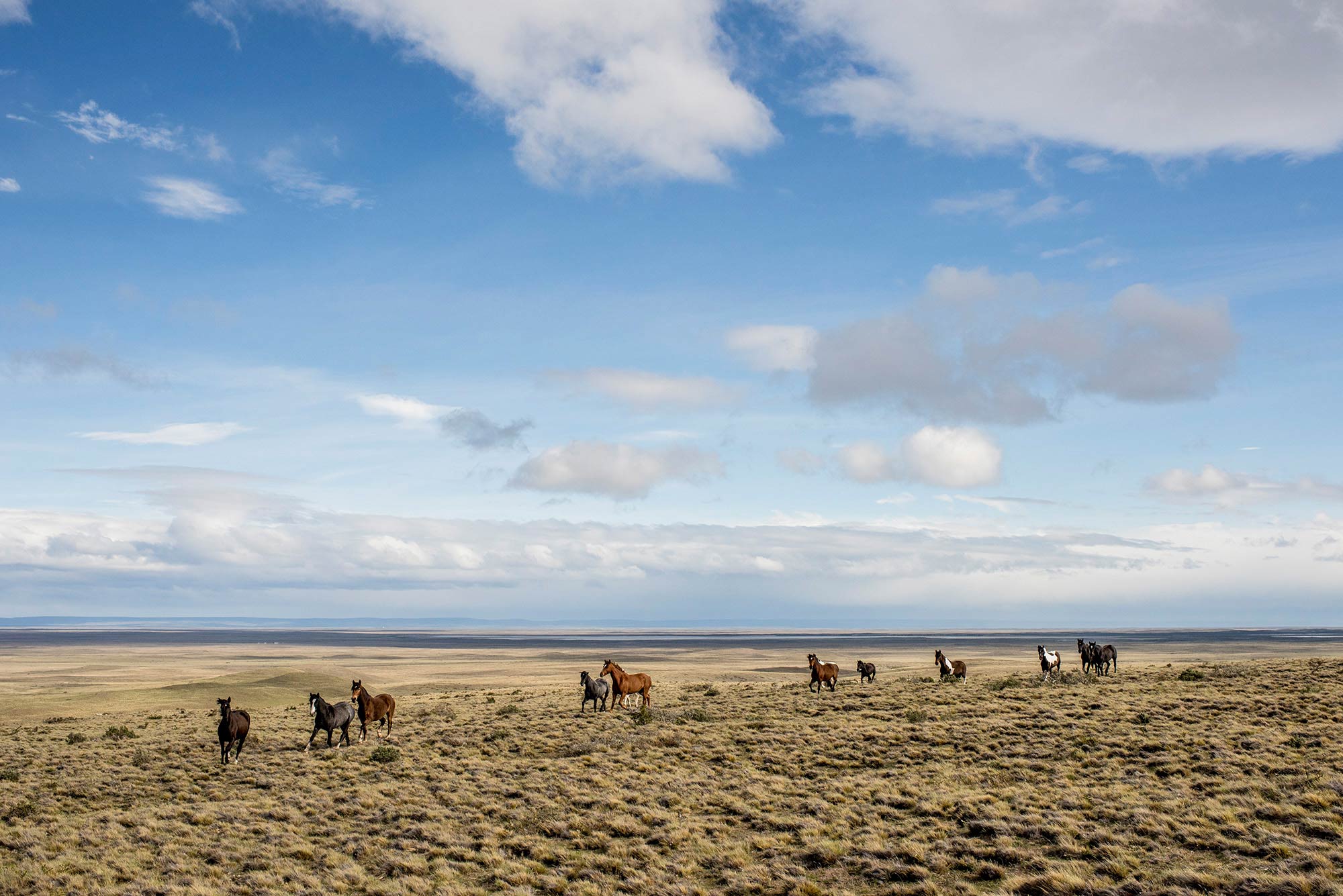 Gauchos, cowboys de Patagonie