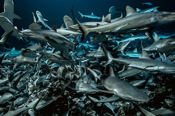 700 requins dans la nuit