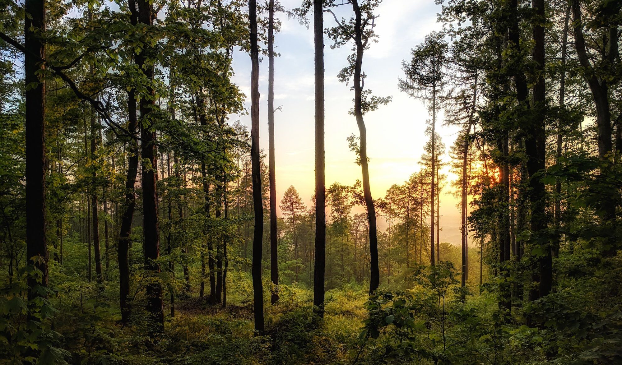 Forêt de Fontainebleau