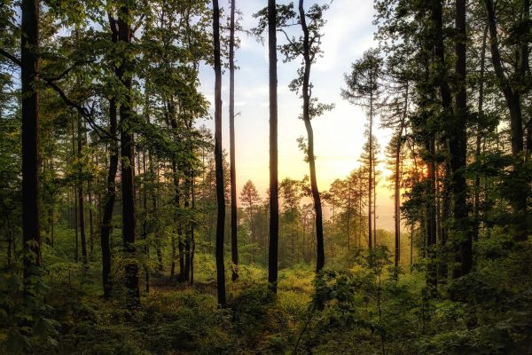 Forêt de Fontainebleau