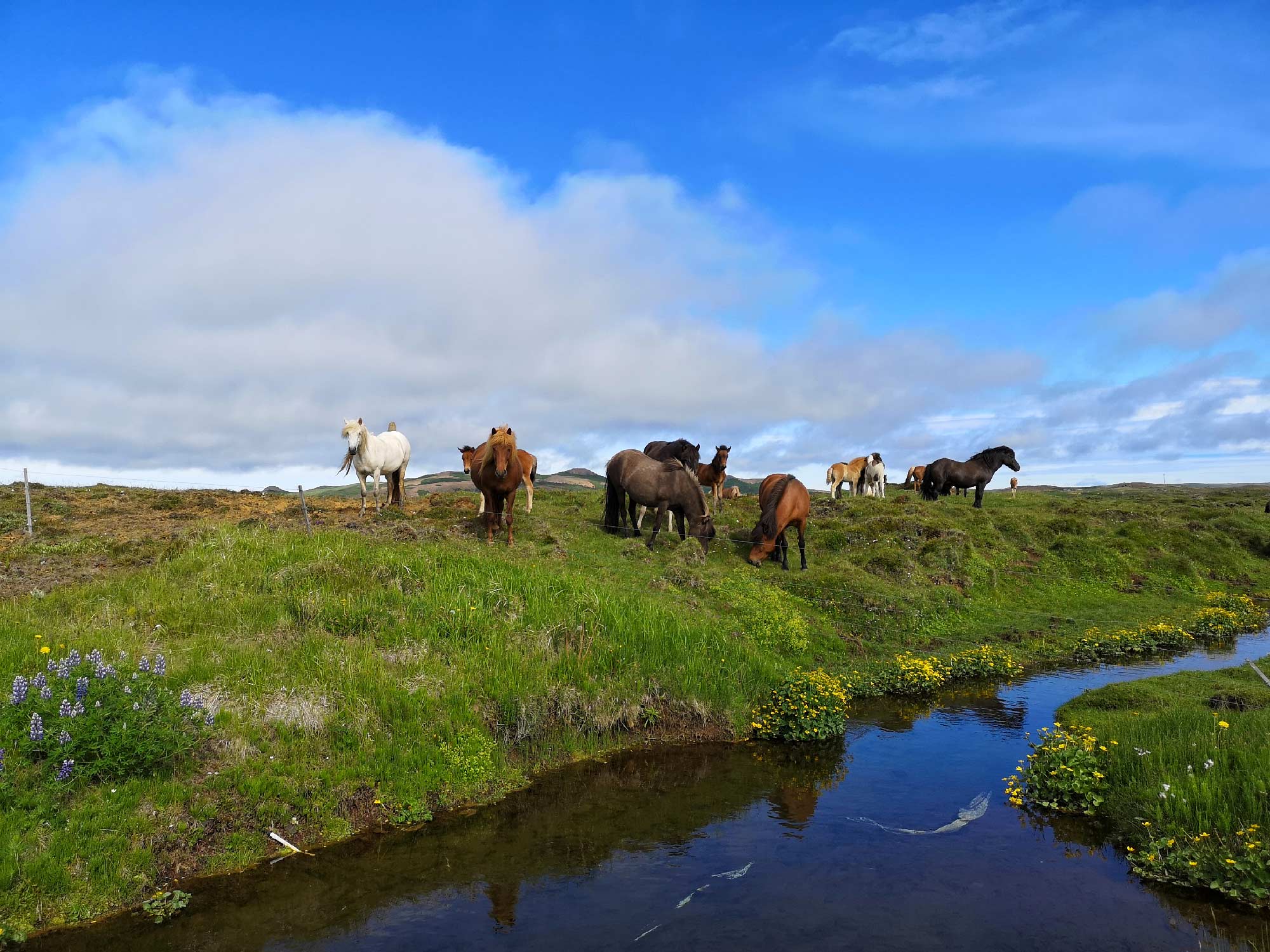 Traversée de l'Islande Nord/Sud