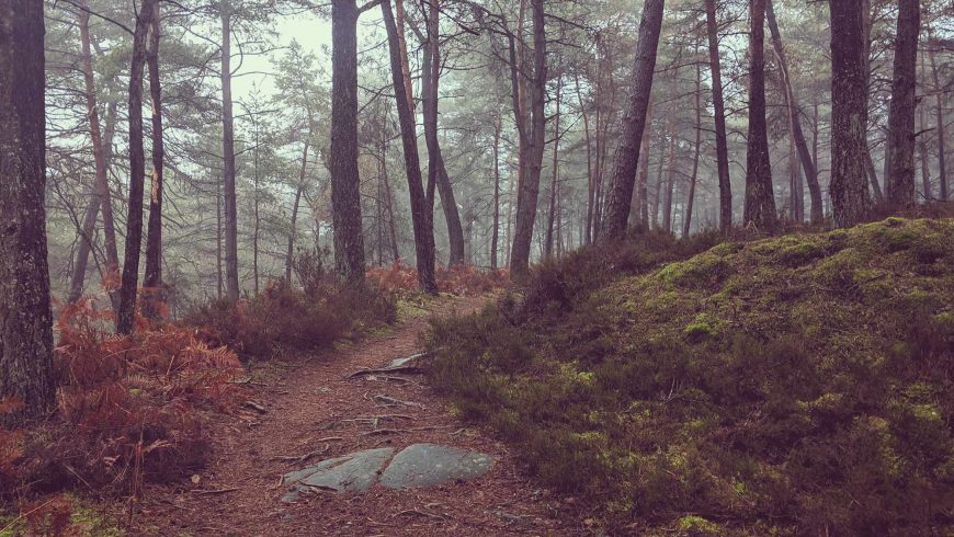Forêt de Fontainebleau
