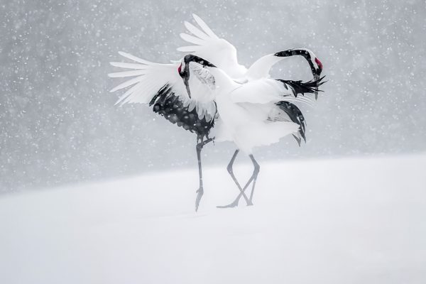 Vincent Munier : L'éternel émerveillé